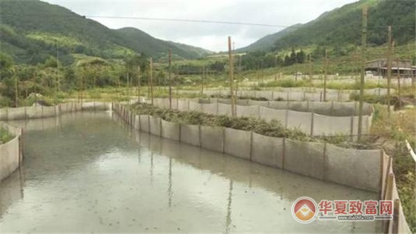 牛蛙养殖加盟
